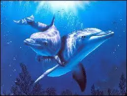 Le petit sait nager seul...