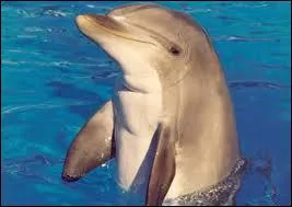 Il existe de nombreuses espces de dauphins. Mais combien au juste ?