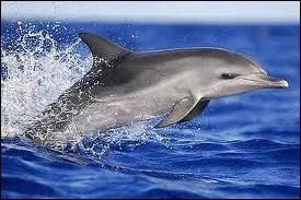 Coche le nom de deux espces de dauphins.