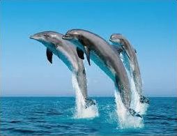 Quiz Dauphins