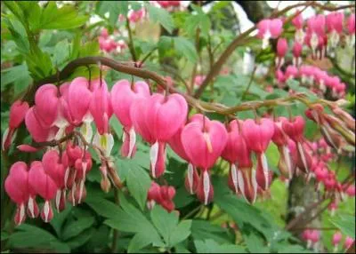 Quelle est cette fleur ?