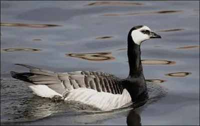 Quelle est cette bernache ?