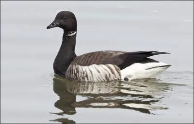 Quelle est cette bernache ?