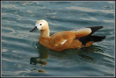 Quel est ce canard ?