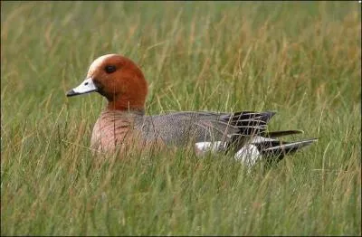 Quel est ce canard ?
