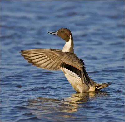 Quel est ce canard ?