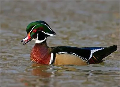 Quel est ce canard ?