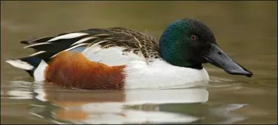 Quel est ce canard ?
