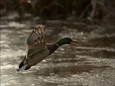 Quel est ce canard ?