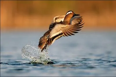 Quelle est cette sarcelle ?