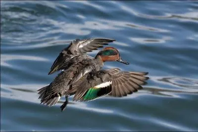 Quelle est cette sarcelle ?