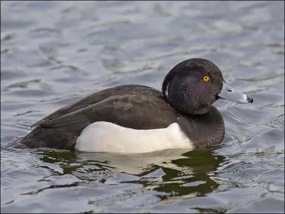 Quel est ce canard ?