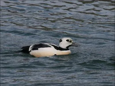 Quel est ce canard ?