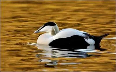 Quel est ce canard ?