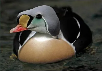 Quel est ce canard ?