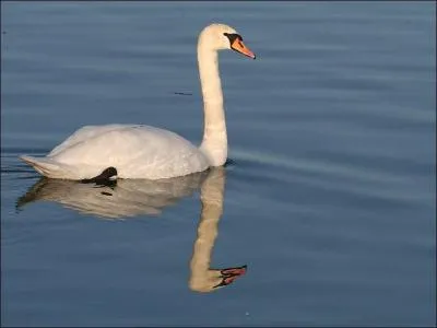 Quel est ce cygne ?