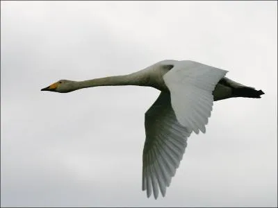 Quel est ce cygne ?
