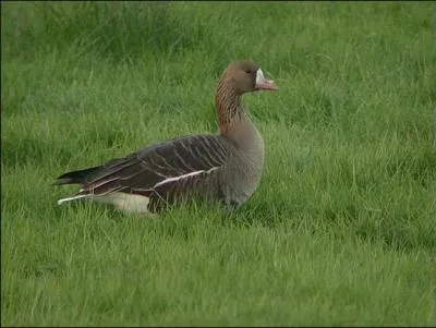 Quelle est cette oie ?