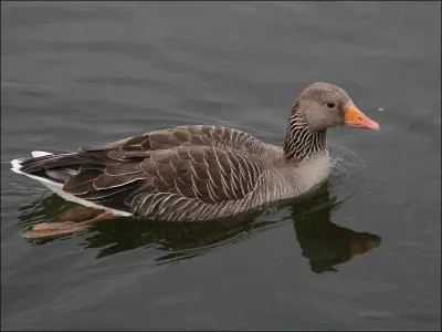 Quelle est cette oie ?
