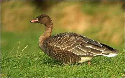 Quelle est cette oie ?