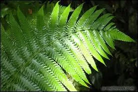 Sous-Prfecture de l'Ille et Vilaine, ville bretonne, je suis :