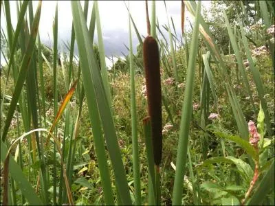 Combien faut-il que nous soyons pour devenir la capitale de la moutarde ?