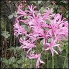 Quel est le nom de cette fleur rose ?