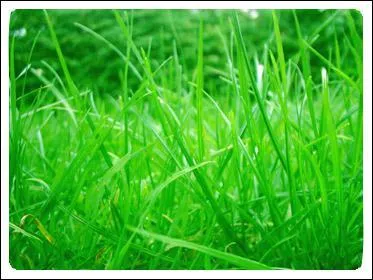 Enlacs roulant dans ...