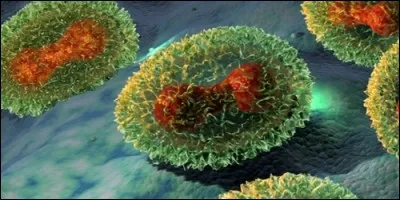 Contre quelle maladie agissait le premier vaccin de l'histoire, en 1796 ?