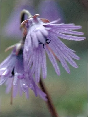 Comment se nomme cette fleur ?