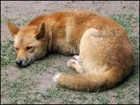 Quel est cet animal ?