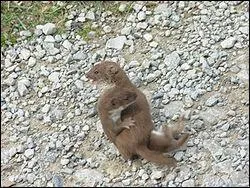 Quel est le cri de la belette ?