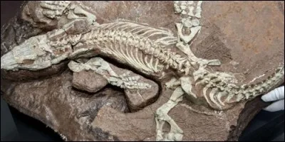 Comment appelle-t-on un scientifique qui étudie les fossiles ?