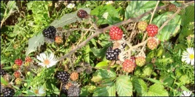Quel petit fruit ramasse-t-on sur les ronces ?