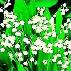 A quelle date offre-t-on du muguet ?