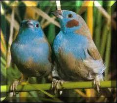 Quel est le nom vernaculaire de ces oiseaux ?