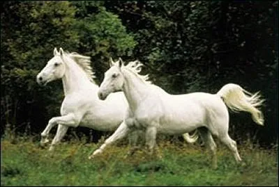 Quelle est la race ?