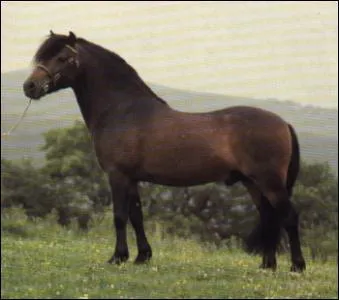 Quelle est la race ?