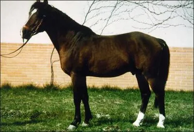 Quelle est la race ?