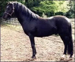 Quelle est la race ?