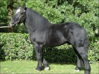 Quelle est la race ?