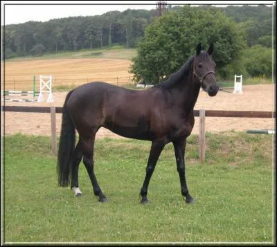 Quelle est la race ?