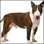 La couleur de ce chien est...