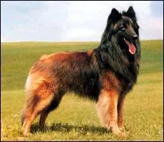 La couleur de ce chien est....