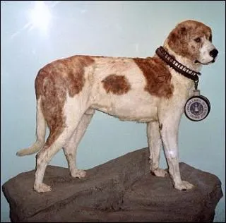 Au XIXme sicle, ce St Bernard aurait sauv la vie de plus de 40 personnes :