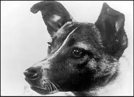 Comment se nommait la chienne russe, premier tre vivant mis en orbite autour de la terre ?