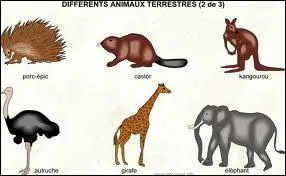 De quel animal applique-t-on la politique quand on refuse de regarder la ralit ?