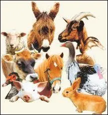 Que devient-on quand on vous fait tourner en bourrique ?