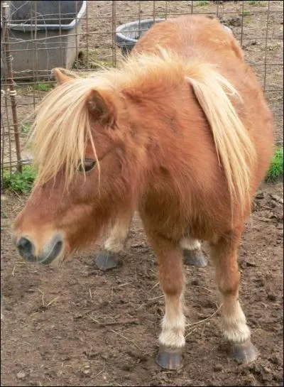 Aujourd'hui, o trouve-t-on les poneys Shetlands ?