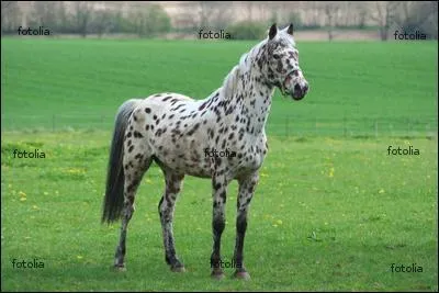 Comment appelle-t-on la robe des Appaloosas ?